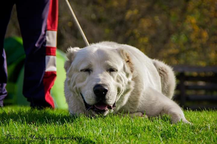 Монопородные выставки. Фотограф-анималист Юлия Германика
