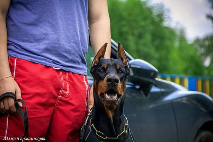 Свободная съемка. Фотограф-анималист Юлия Германика