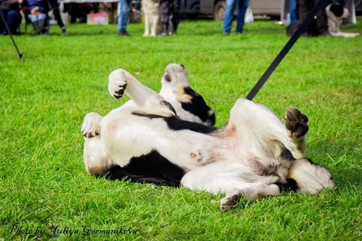 Свободная съемка. Фотограф-анималист Юлия Германика