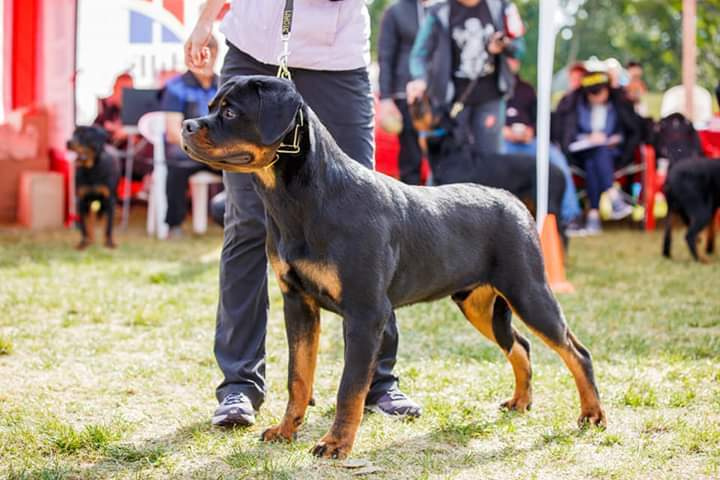 Монопородные выставки. Фотограф-анималист Юлия Германика