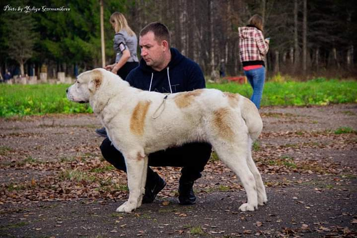 Монопородные выставки. Фотограф-анималист Юлия Германика