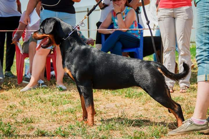 Монопородные выставки. Фотограф-анималист Юлия Германика