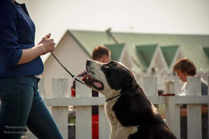 Монопородные выставки. Фотограф-анималист Юлия Германика