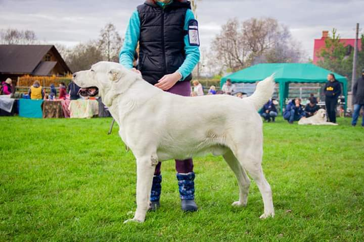 Монопородные выставки. Фотограф-анималист Юлия Германика