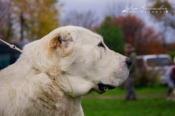 Монопородные выставки. Фотограф-анималист Юлия Германика
