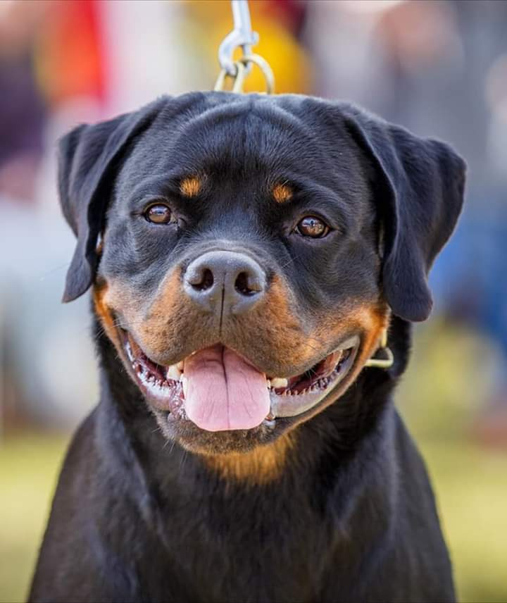 Монопородные выставки. Фотограф-анималист Юлия Германика