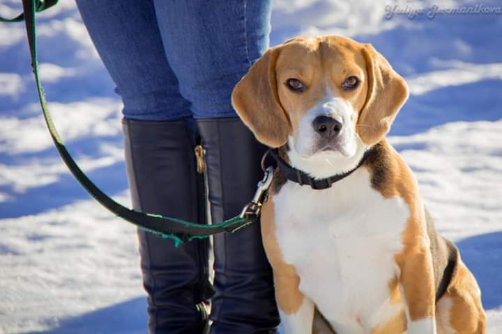 Свободная съемка. Фотограф-анималист Юлия Германика