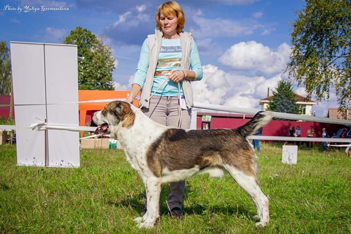 Монопородные выставки. Фотограф-анималист Юлия Германика