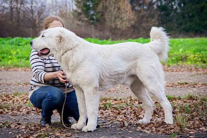 Монопородные выставки. Фотограф-анималист Юлия Германика