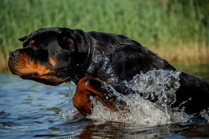 Свободная съемка. Фотограф-анималист Юлия Германика