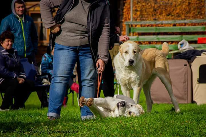 Монопородные выставки. Фотограф-анималист Юлия Германика