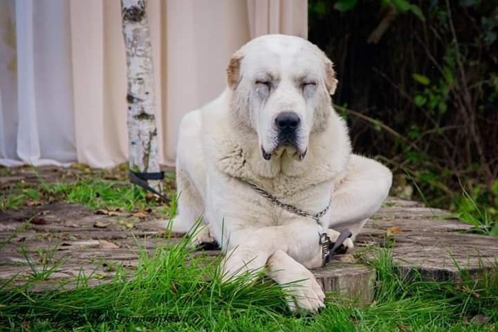 Монопородные выставки. Фотограф-анималист Юлия Германика