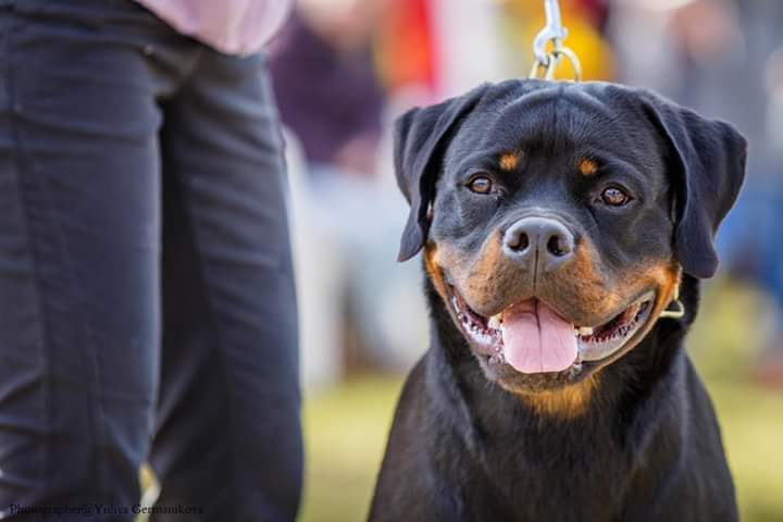 Монопородные выставки. Фотограф-анималист Юлия Германика