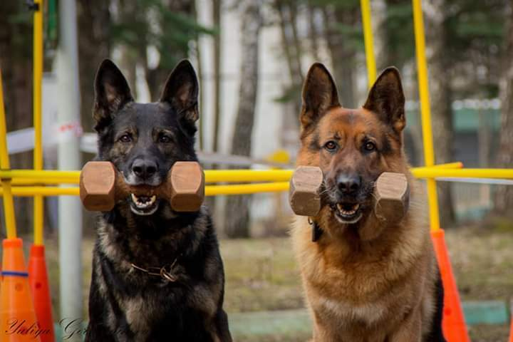 Свободная съемка. Фотограф-анималист Юлия Германика