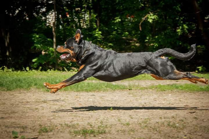 Свободная съемка. Фотограф-анималист Юлия Германика