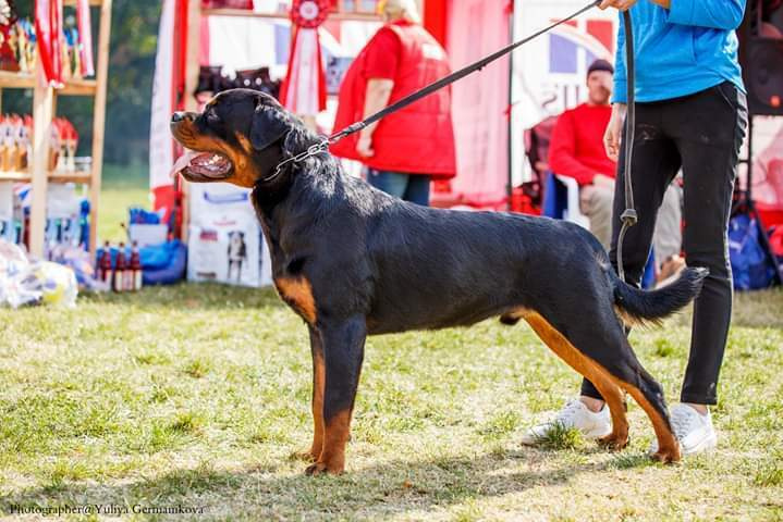 Монопородные выставки. Фотограф-анималист Юлия Германика