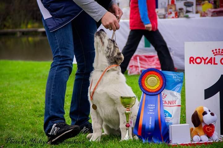 Монопородные выставки. Фотограф-анималист Юлия Германика