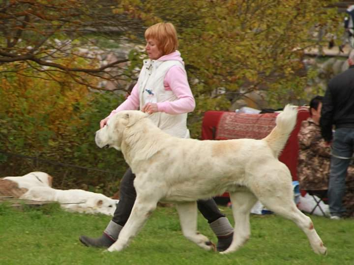 Монопородные выставки. Фотограф-анималист Юлия Германика