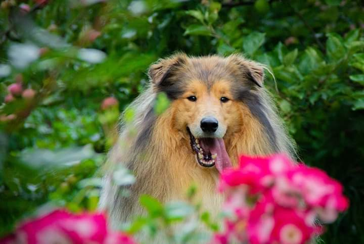 Свободная съемка. Фотограф-анималист Юлия Германика