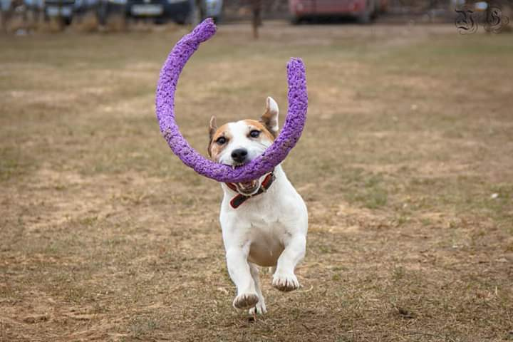 Свободная съемка. Фотограф-анималист Юлия Германика