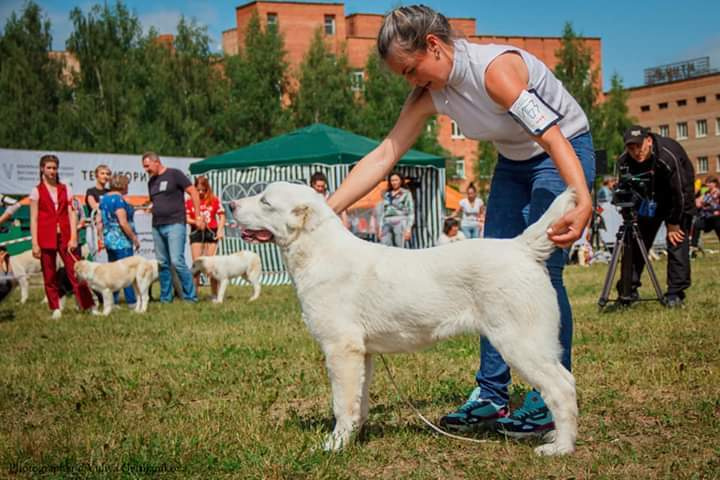 Монопородные выставки. Фотограф-анималист Юлия Германика