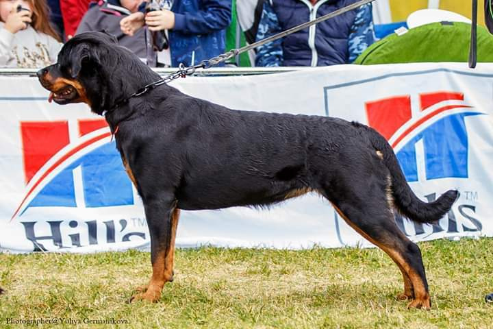 Монопородные выставки. Фотограф-анималист Юлия Германика