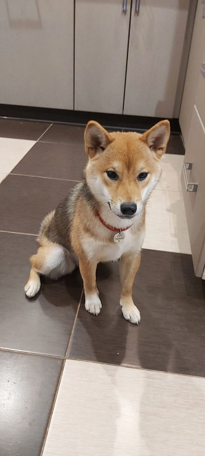 сиба питомник Рубилайт щенки на продажу rubylight  сиба щенки купить