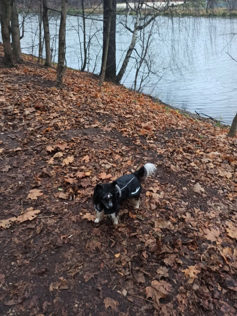 Рейко сынок Честера. Питомник китайских хохлатых собак Poale Ell: купить щенка в питомнике