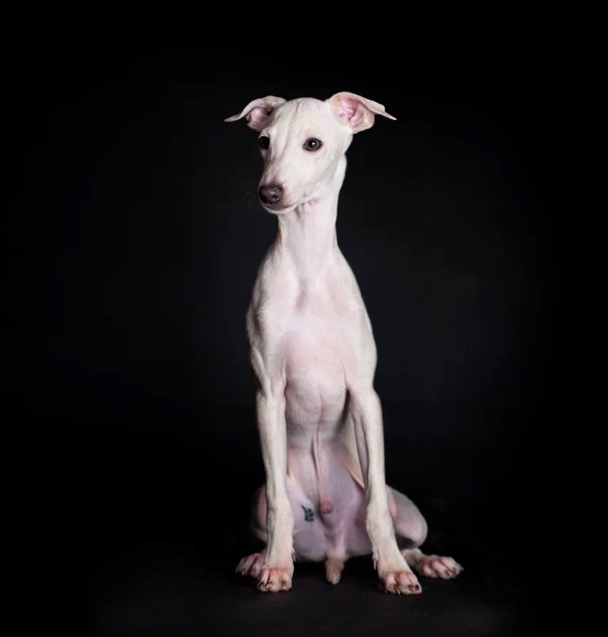 Jeremy & Jupiter. Профессиональный питомник левреток РКФ/FCI ASTI SAPPHIRE 💎 Сочи|Санкт-Петербург