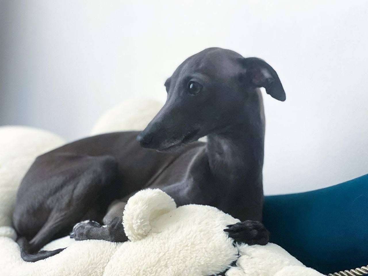 Asti Sapphire Sacred Universe. Профессиональный питомник левреток РКФ/FCI ASTI SAPPHIRE 💎 Сочи|Санкт-Петербург