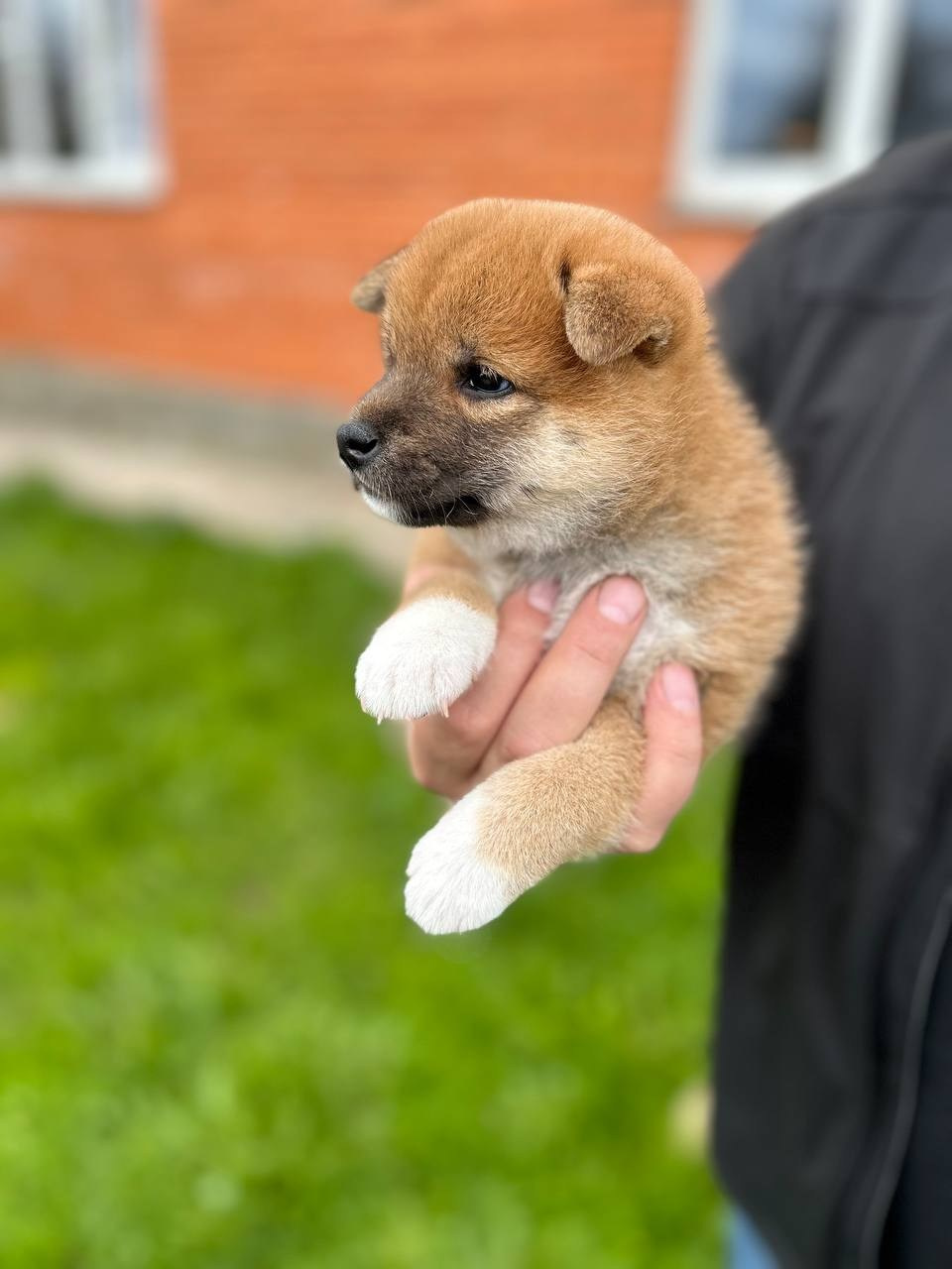 Сиба Rubylight Fumiko питомник Рубилайт