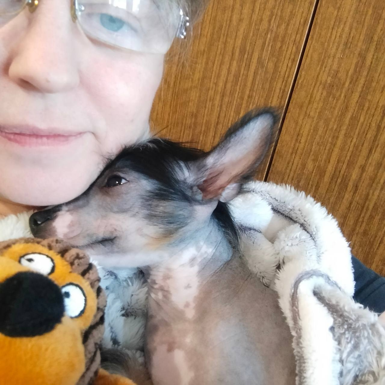 Poale Ell Vinsent. Chinese Crested Dog Kennel Poale Ell