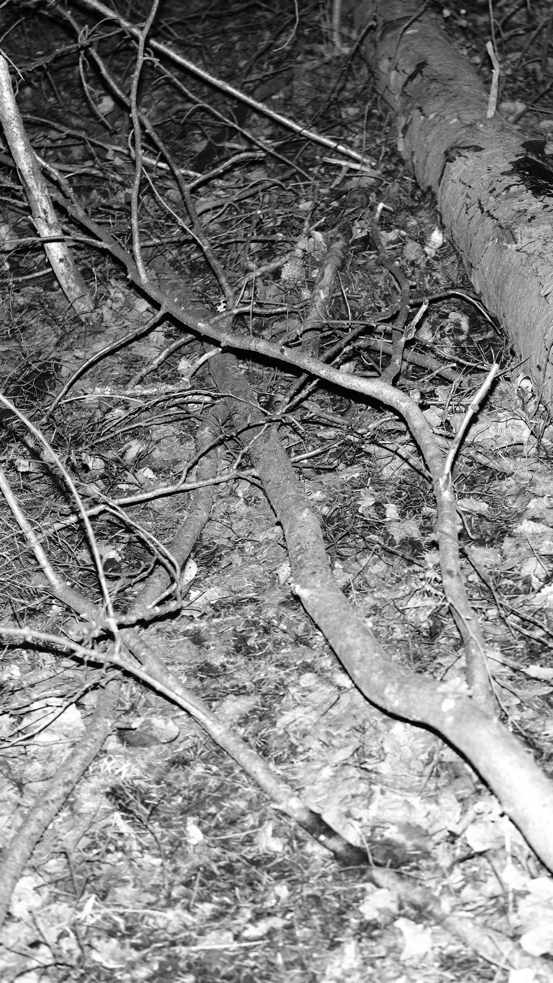 In forest. Vanyazaramkami