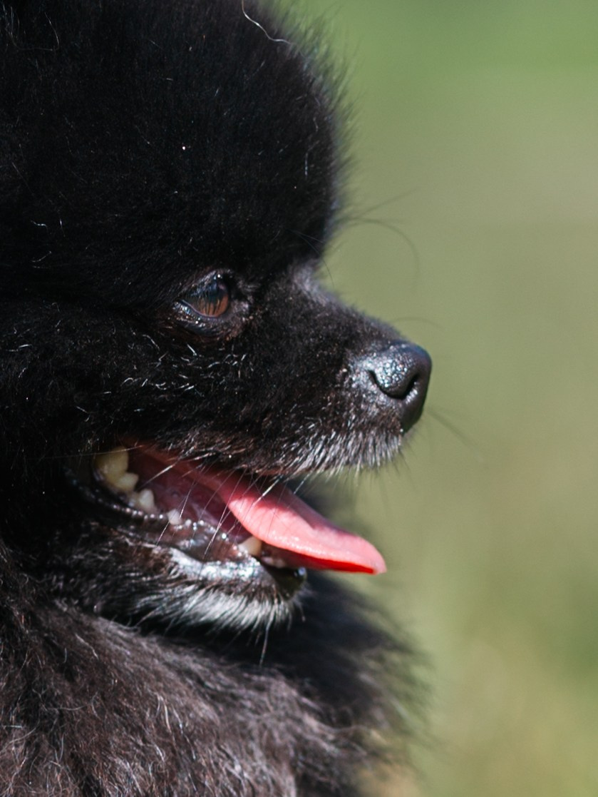 Лагерь ноузворк. Фотограф-анималист в Москве Кириллова Татьяна