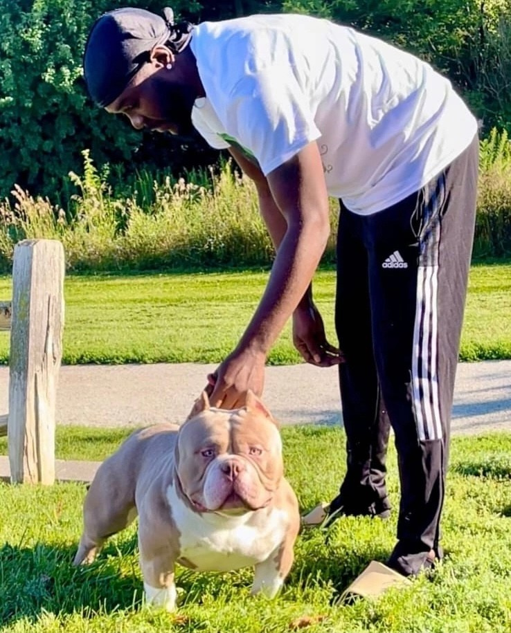 лучшие крови американских булли