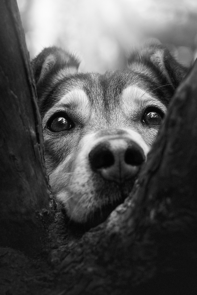 Метис, собака, дворняга, фотография, милота. Фотограф-анималист Крутиков Евгений