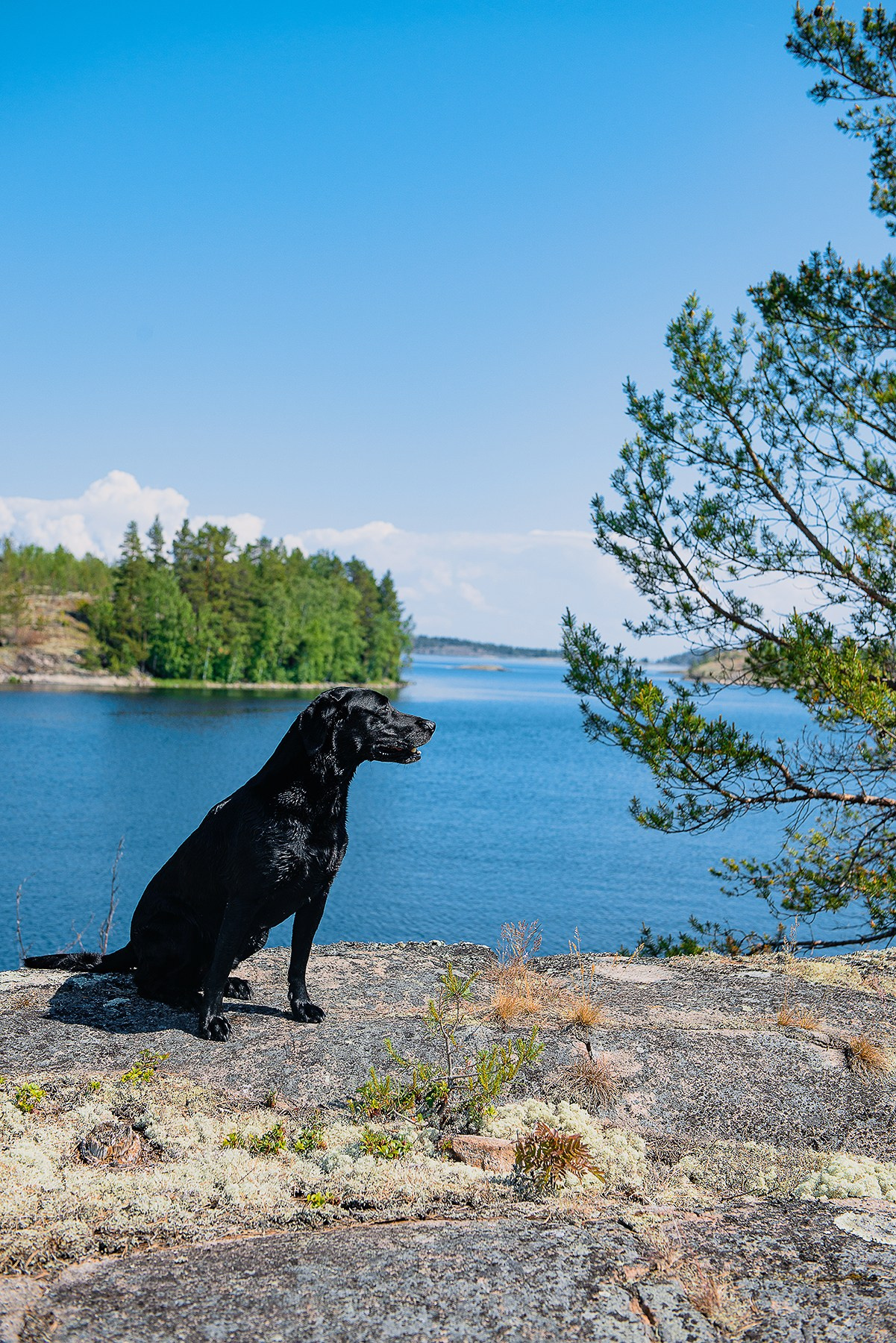 Карелия. Фотограф-анималист Наталья Светличная