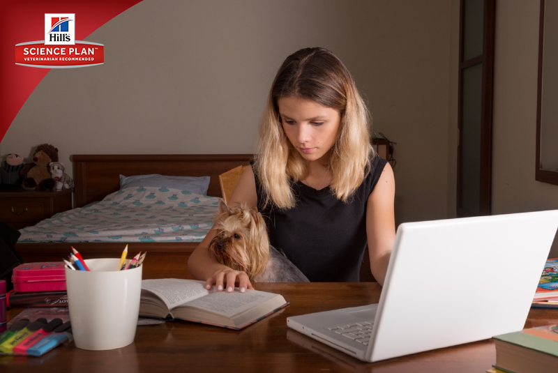 Фотосъёмка для компании Hill`s (2017, перенос со старого сайта). Фотограф собак, фотограф-анималист Аня Титова (Titanya). Москва