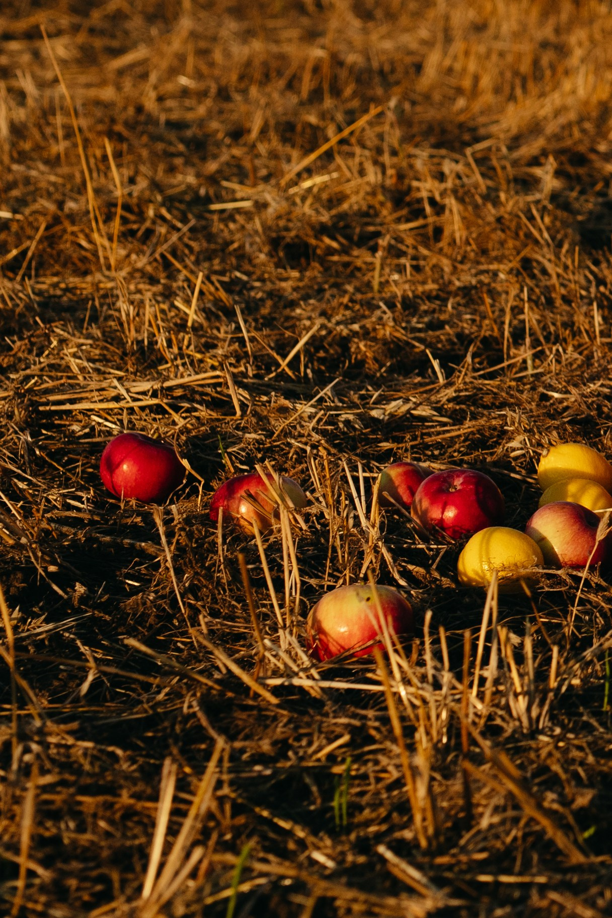 Виталина. Свадебный и женский фотограф