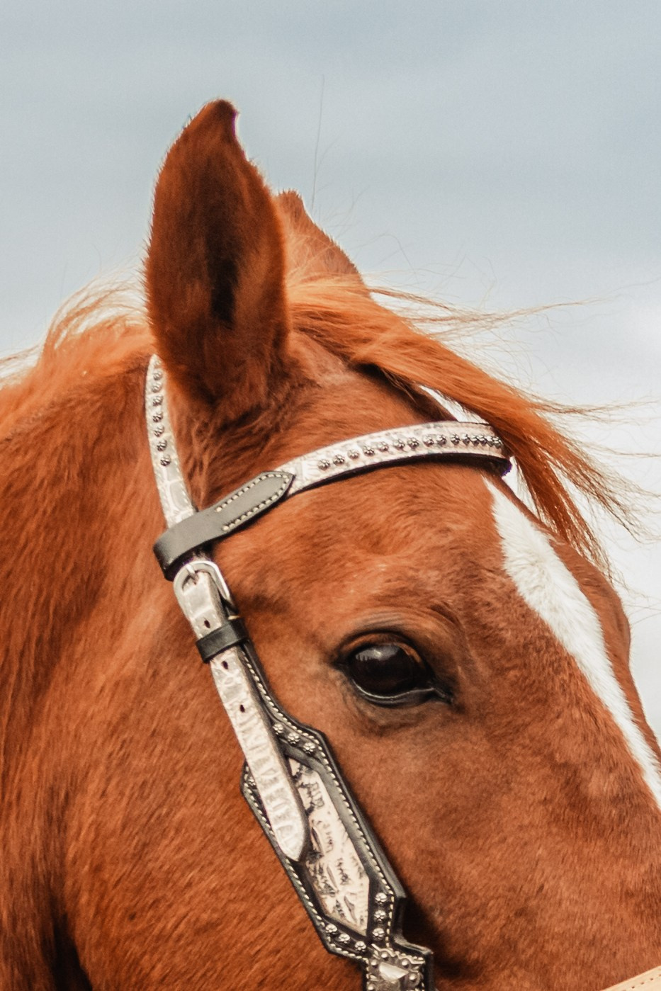 Лена и Рэджи. Фотограф-анималист Татьяна Степанова