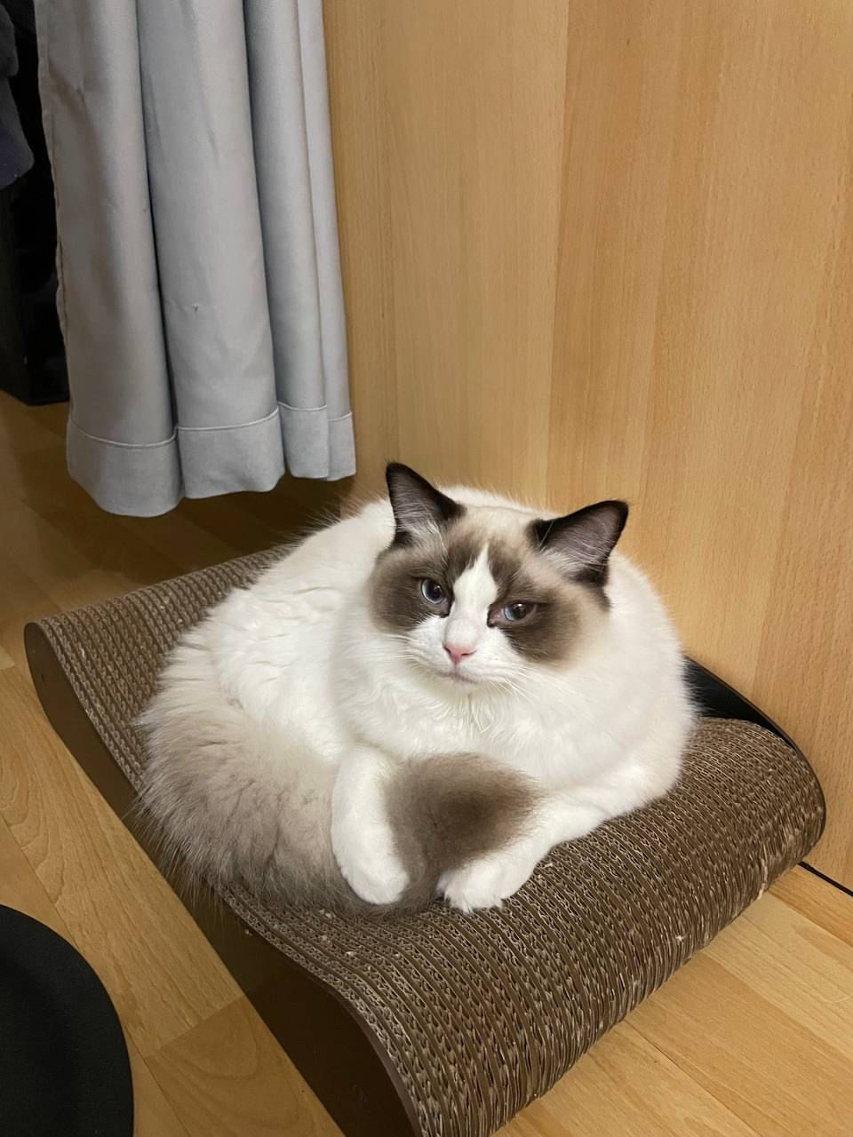 Выпускники Loyal Adore. Питомник рэгдолл Loyal Adore