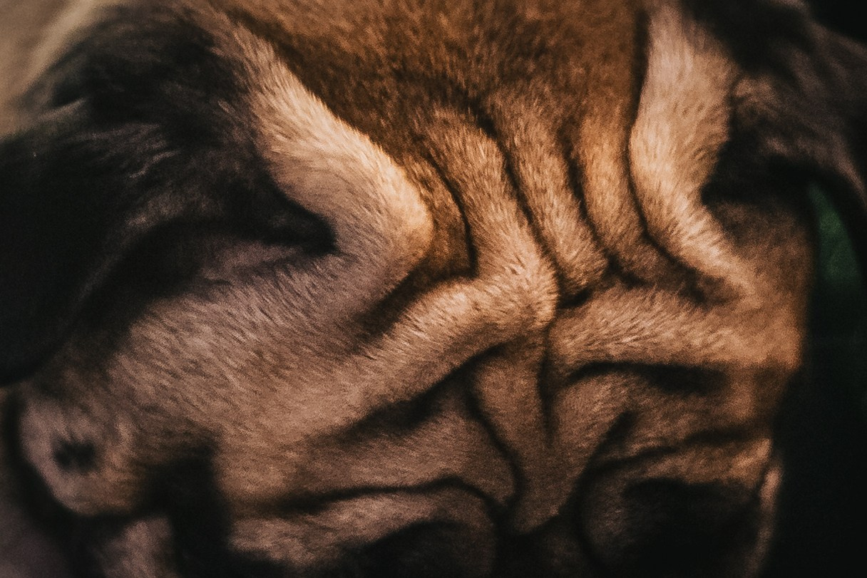 Мопсовстреча 02.12.2023. Фотограф-анималист Татьяна Степанова