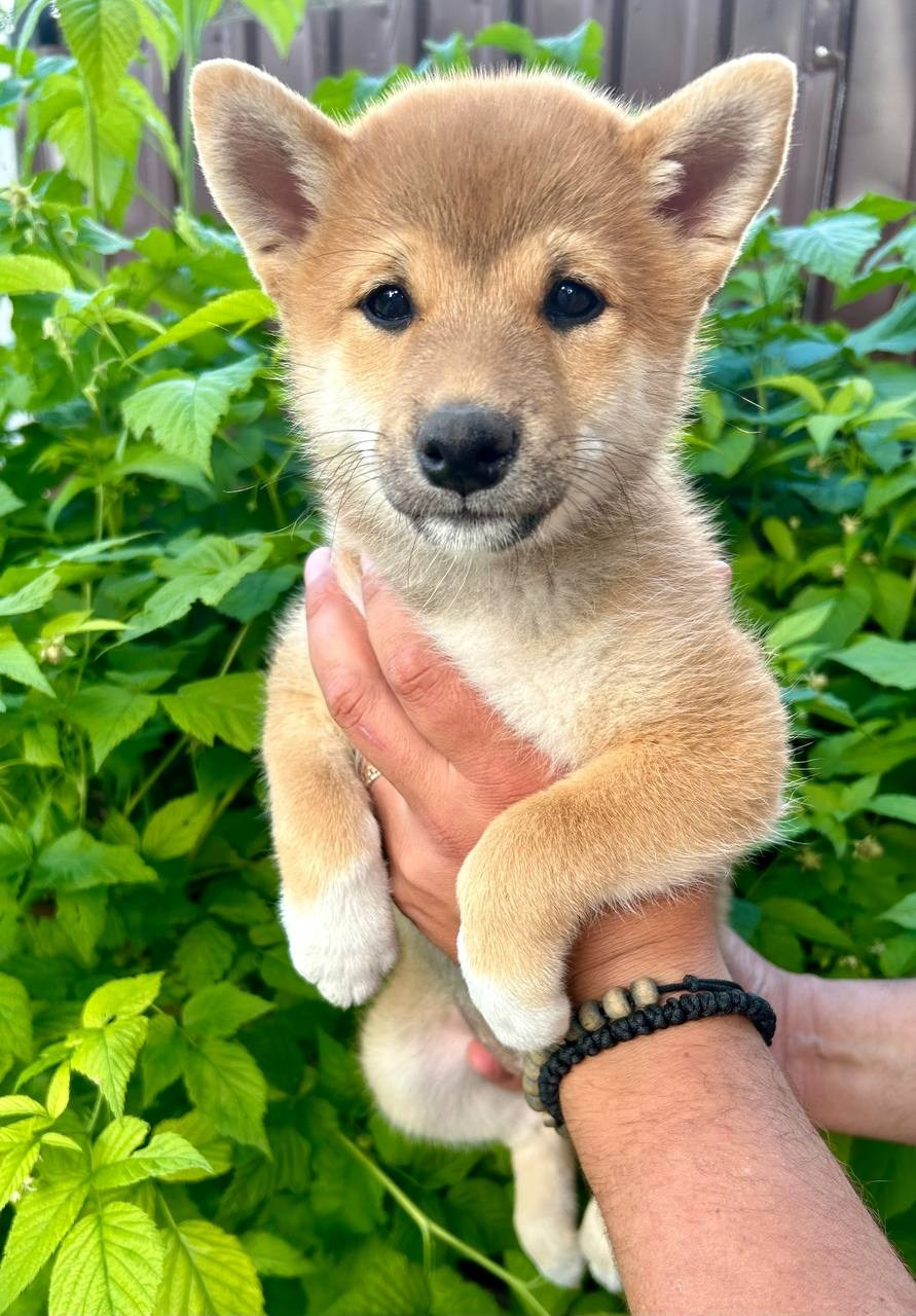 Сиба Rubylight Fumiko питомник Рубилайт