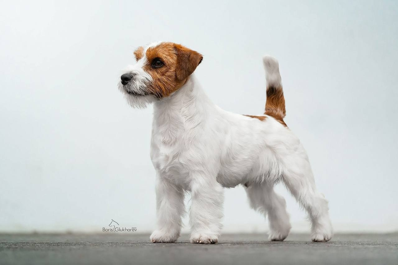 Lovely-Orange Barlow. Lovely-Orange питомник джек рассел терьеров