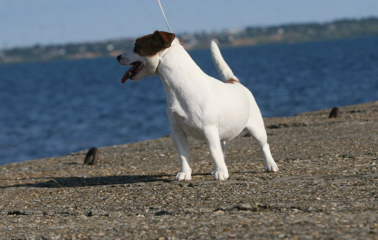 Lovely-Orange Money Money. Lovely-Orange питомник джек рассел терьеров