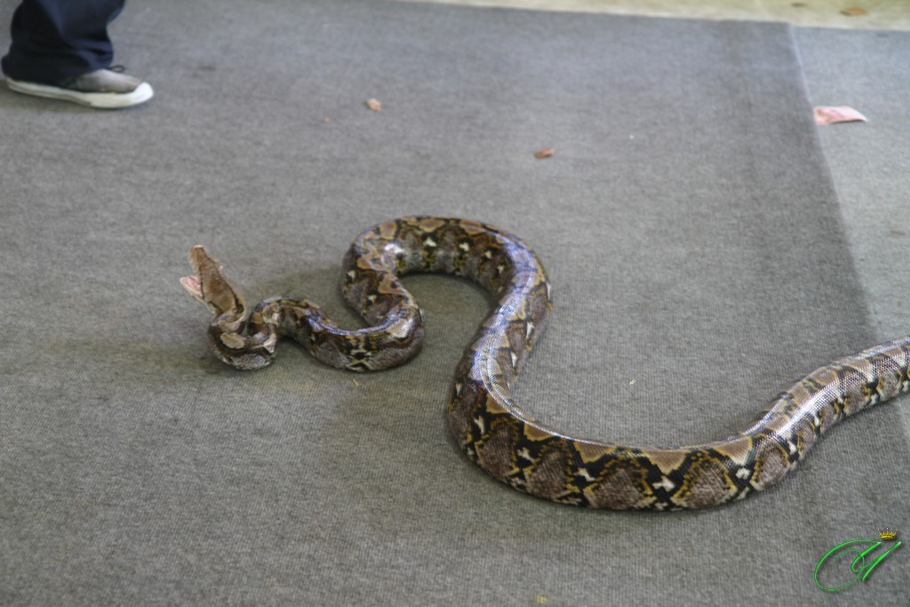 Тайланд. Пхукет 2013. Улица, люди, жизнь…