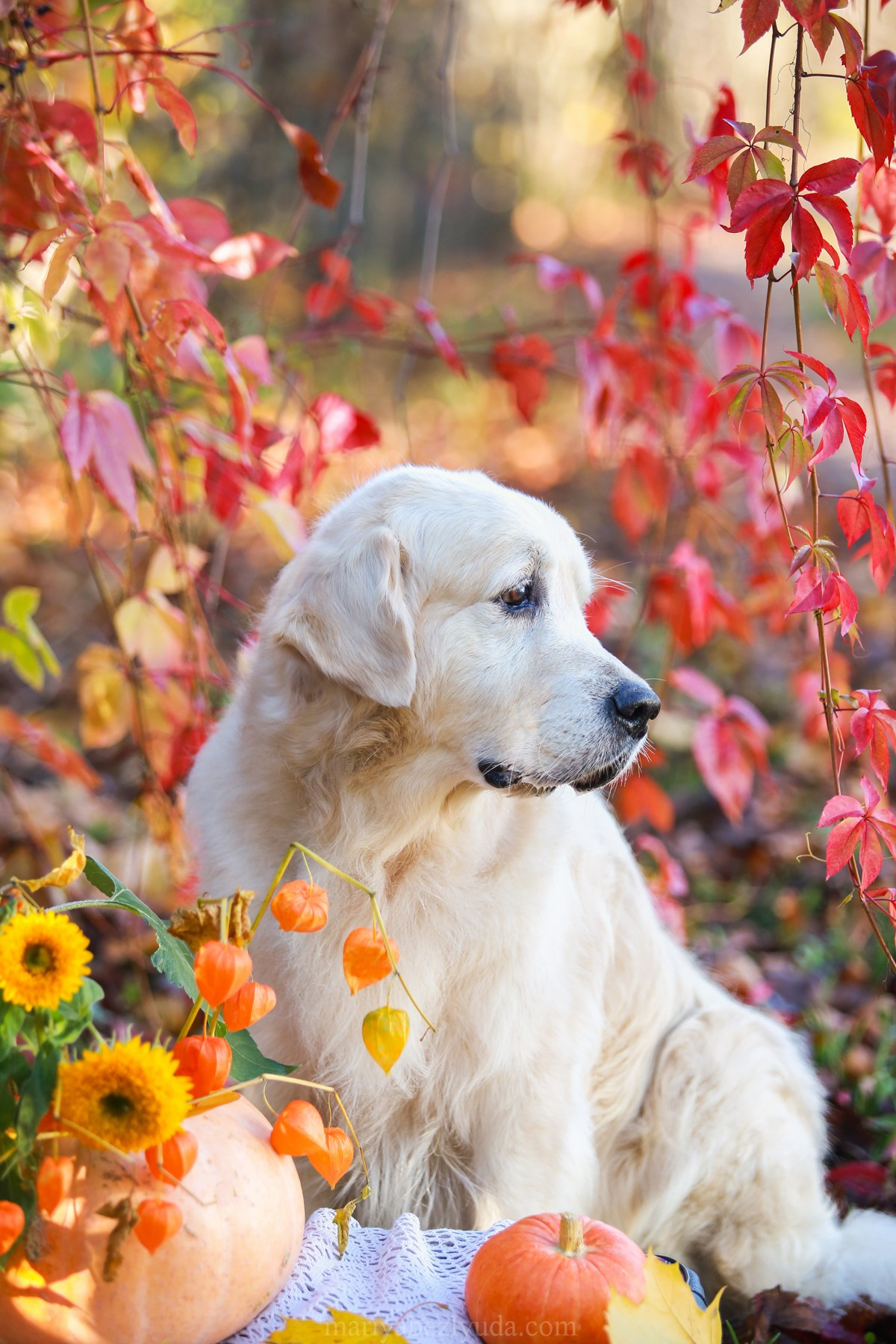 Юбилей собаки, фотосессия к дню рождения собаки 10 лет. Семейный и детский фотограф в Москве Мария Быкова