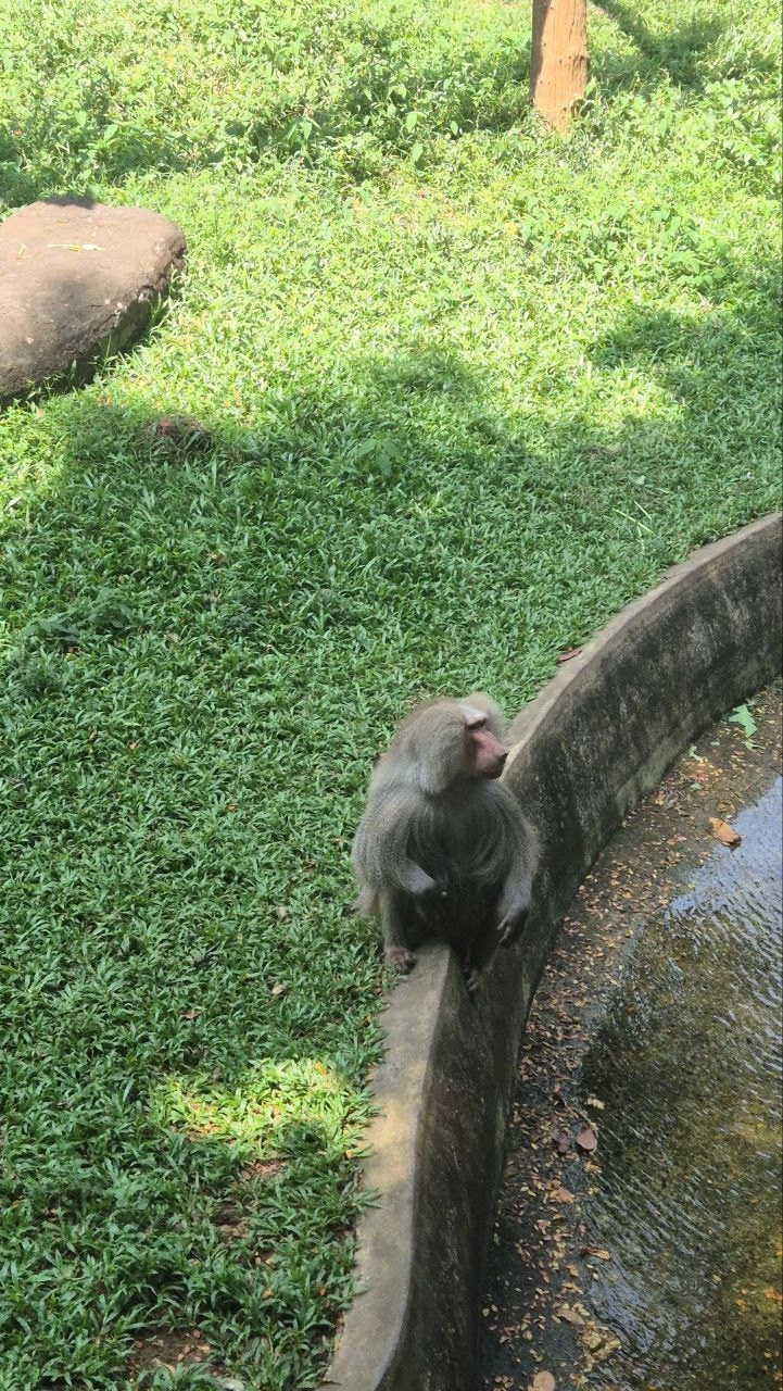 Шри-Ланка | 31.01 — 10.02.2025. Галерея Фантим