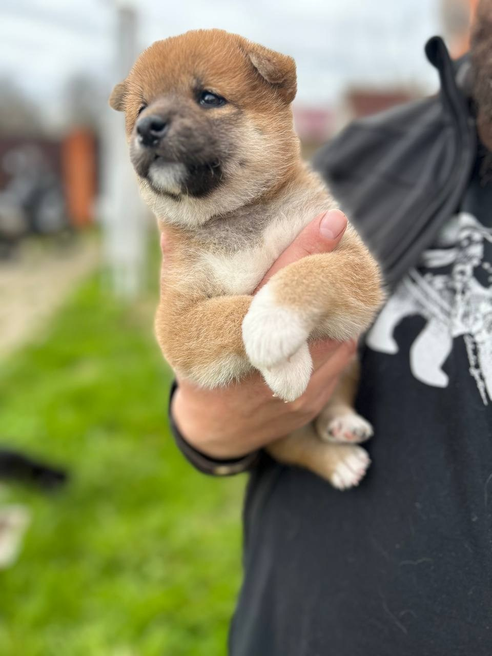 Сиба Rubylight Fumiko питомник Рубилайт