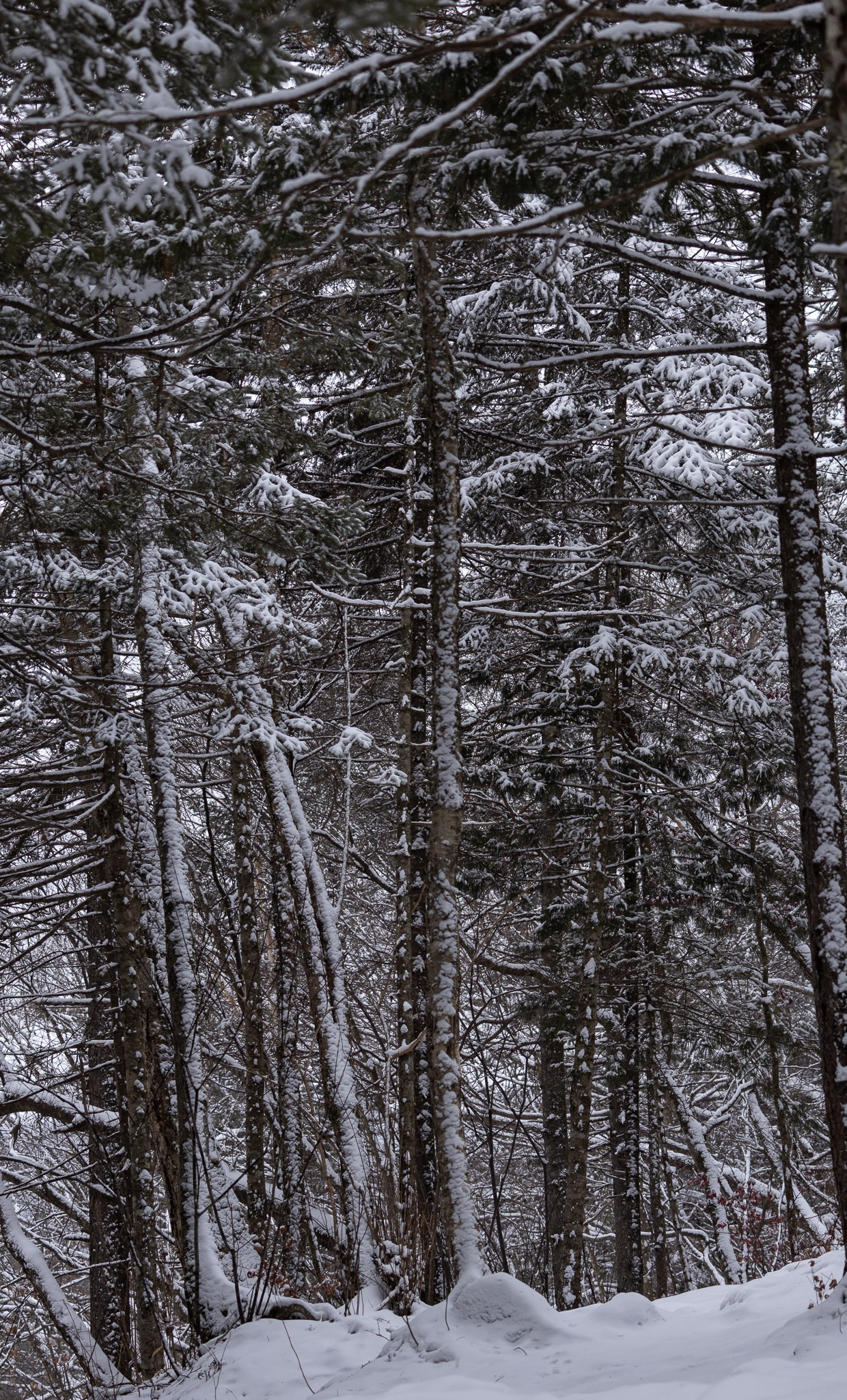 Зимний лес. Константин Кириченко